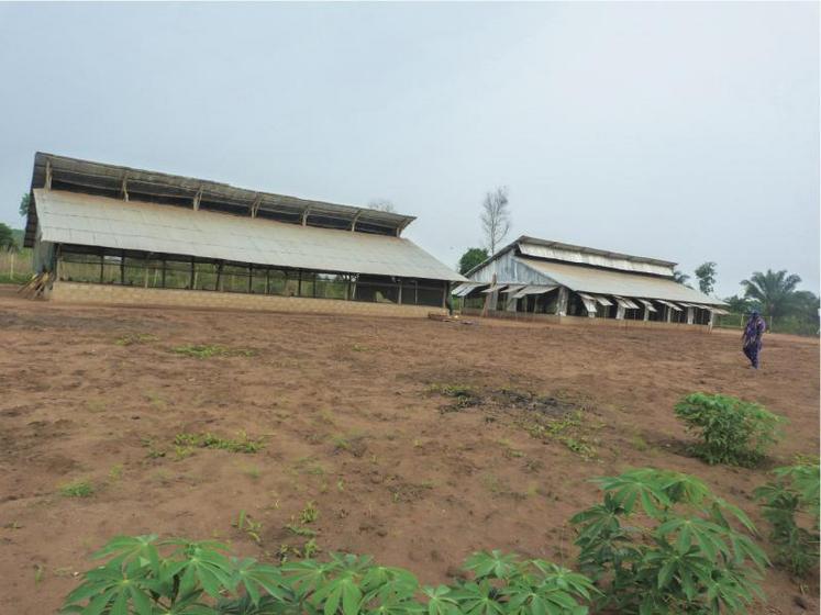 Elevage de volaille dans un poulailler africain.