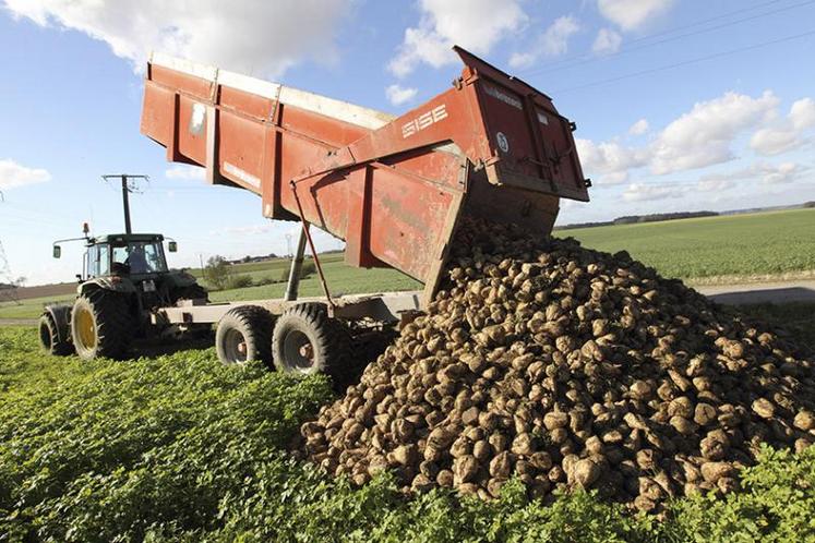 Récolte des betteraves sucrières