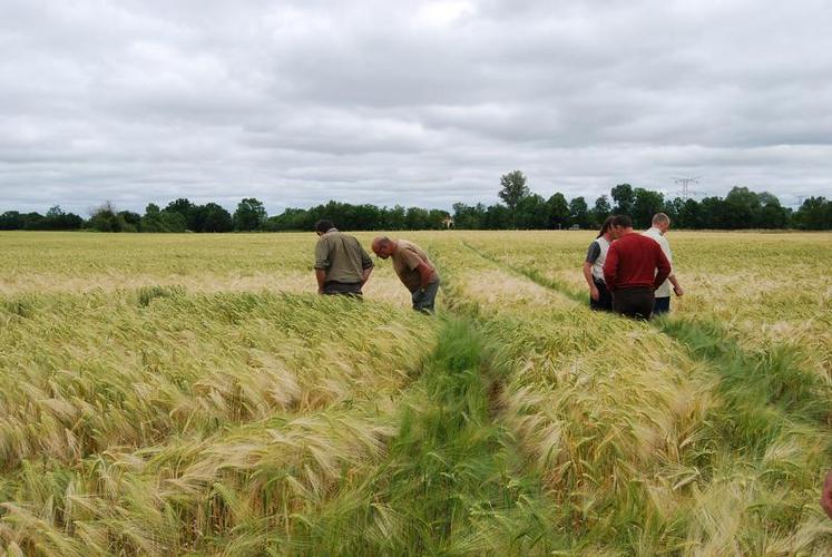 Un trou au milieu du champ d’orge.