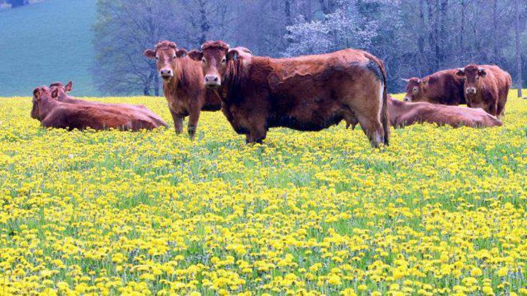 Aquitaine Limousin Poitou- Charentes : première région française pour l'élevage bovin et caprin.