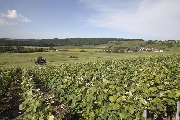 Viticulture. Vigneron dans la cabine du pulvérisateur.