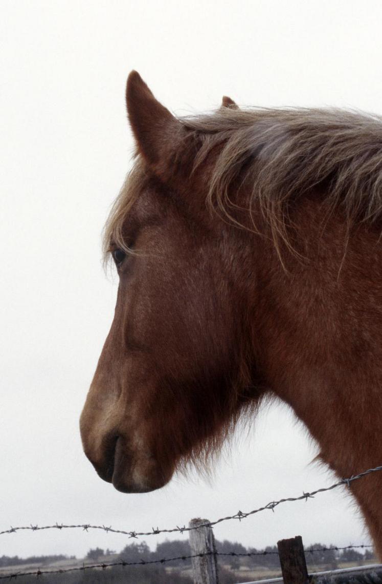 Archives. Ce cheval n'est pas le cheval malade, ce n'est pas un Haflinger mais un cheval de trait.