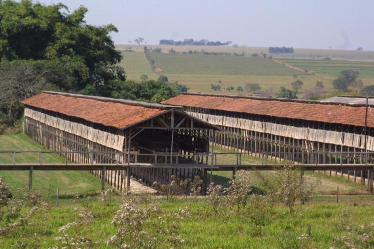 Elevage brésilienne de poules (Archives)