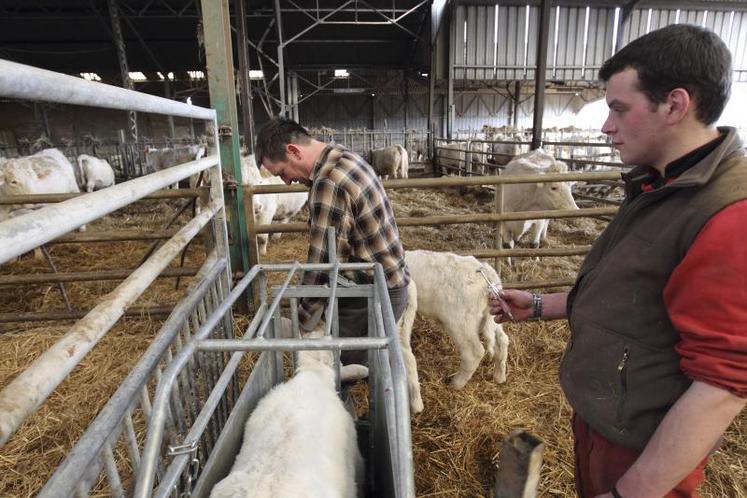 Vaccination d'un veau contre la grippe dans un élevage  bovin de race charolaise.