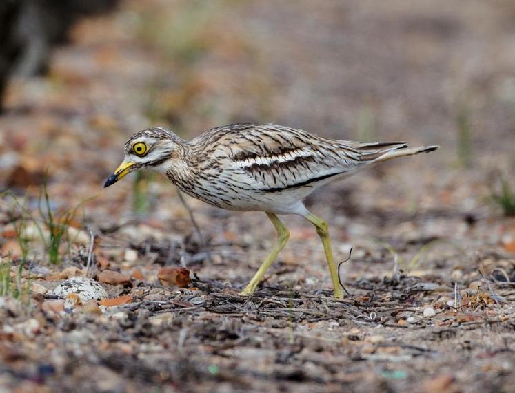 L'oedicnème criard, un oiseau migrateur qui vient se reproduire dans les zones de grandes plaines.