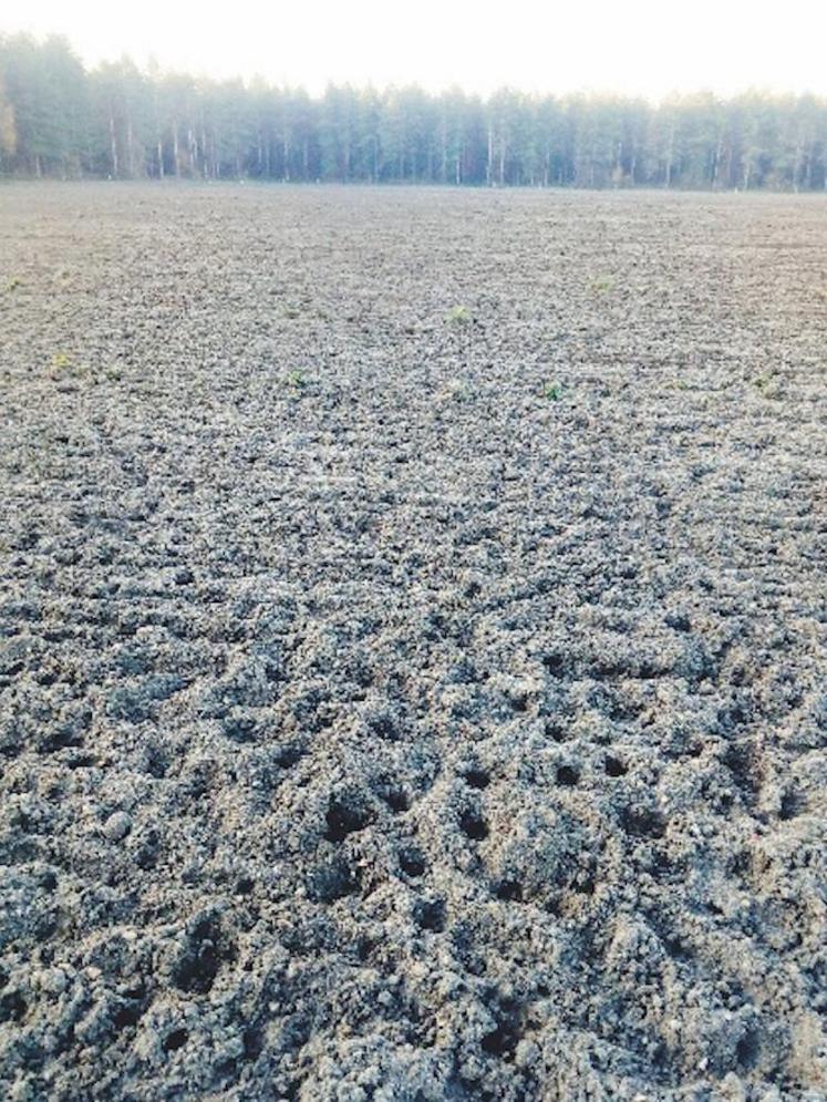 C'est censé être un champ de blé, mais les sangliers sont passés par là.