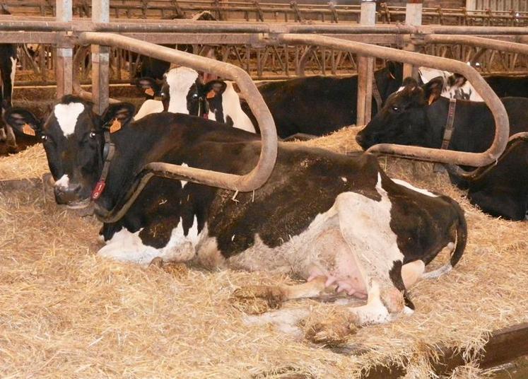 Le tank à lait, d’une capacité de 7.200 litres.