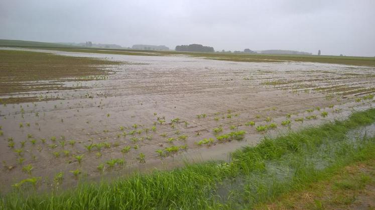 Parcelles de betteraves sous 80 cm d’eau. Commune de Saint Loup des Vignes.