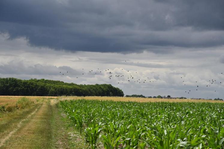 Le 19 juin à Tigy. Pour Fabrice Roger, le nombre de corvidés est insuffisamment régulé. Il suffit de regarder la quantité d’oiseaux qui survolent ses parcelles.