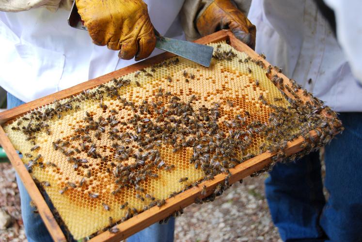 Un apiculteur tient un cadre sur lequel sont posées des abeilles.