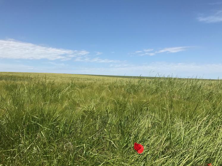 Champ fin mai en Centre-Val de Loire.