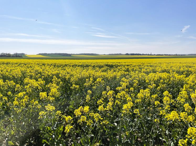 Champ de colza en fleur.