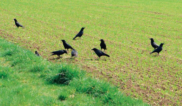 corbeaux dans un champ de blé qui lève.
