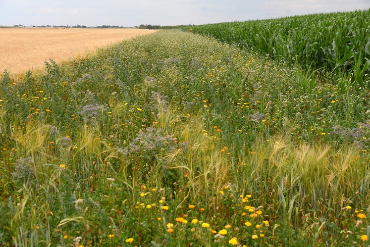 Jachère mellifère entre deux parcelles cultivées.