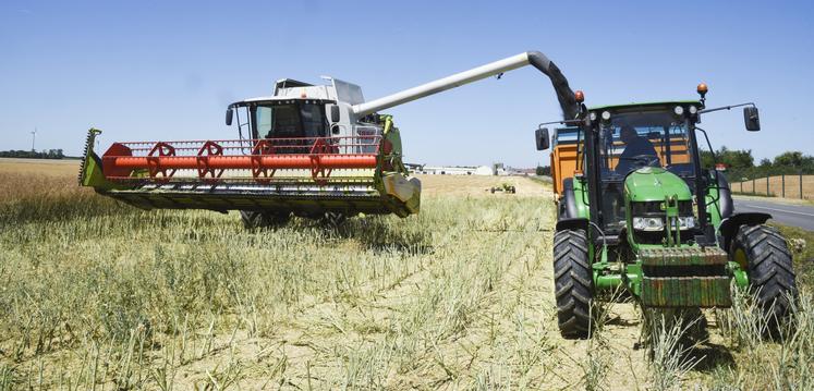 Moisson du colza le 8 juillet 2022 à Garancières-en-Beauce (Eure-et-Loir).