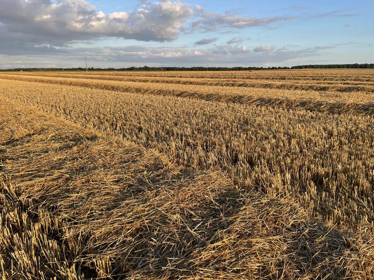 Parcelle moissonnée.
