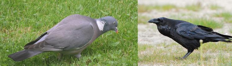 Pigeon et corbeau
