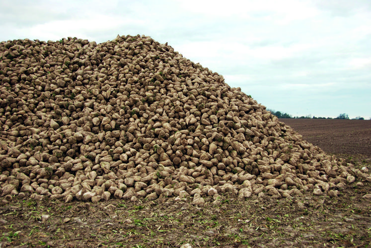 Tas de betteraves à sucre en bout de champ en Île-de-France.