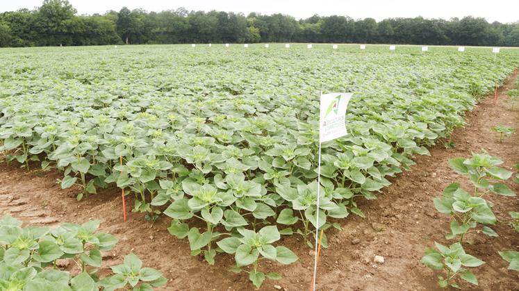 Essais tournesol dans le nord de l'Eure-et-Loir en juin 2023.