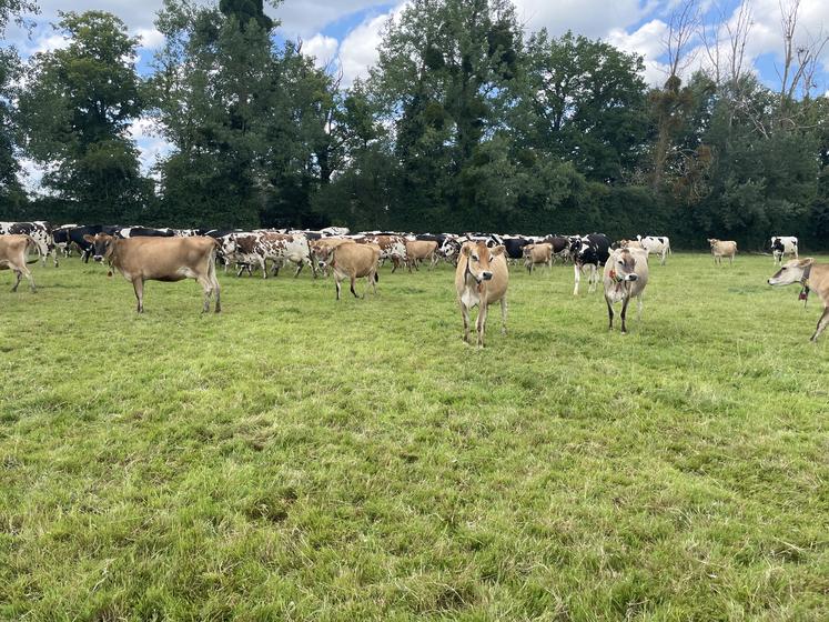 Le troupeau est composé de 160 vaches laitières de trois races différentes (holstein, normande, jersiaise).