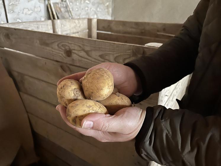 Produire des pommes de terre en HVE nécessite de la rigueur pour se conformer aux règles de cette certification.