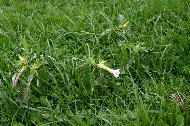 Le datura est une plante toxique qui se développe de plus en plus au sein du Loir-et-Cher. Actuellement, il n'existe pas d'arrêté préfectoral pour rendre obligatoire sa destruction.