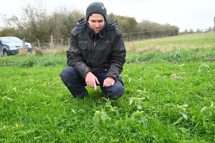 François Roumier, éleveur ovin à Soings-en-Sologne, doit faire face à une propagation de datura dans ses parcelles de pâturage. 