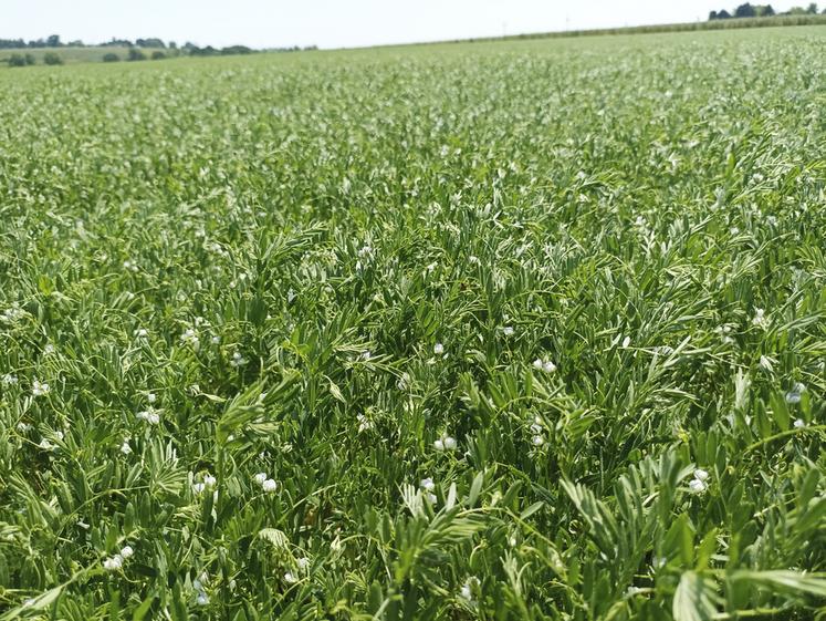 Parcelle de lentille Anicia, cultivée en conventionnel, en juin dernier.  