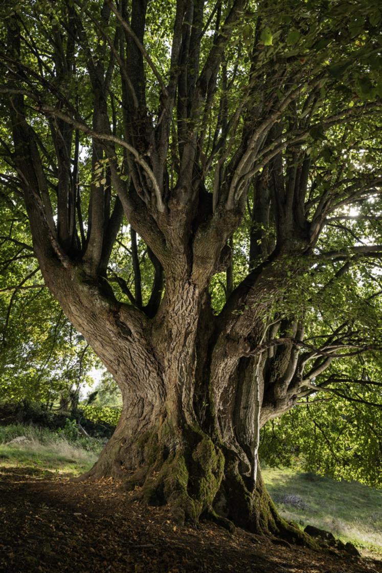 Tilleul de la Combe  Droit, à Lapeyrouse (Puy-de-Dôme)
Concours de l'Arbre de l'Année 2023
Région Auvergne-Rhône-Alpes
Essence : Tilleul à grandes feuilles
Circonférence : 7,4 m
Age estimé : ?