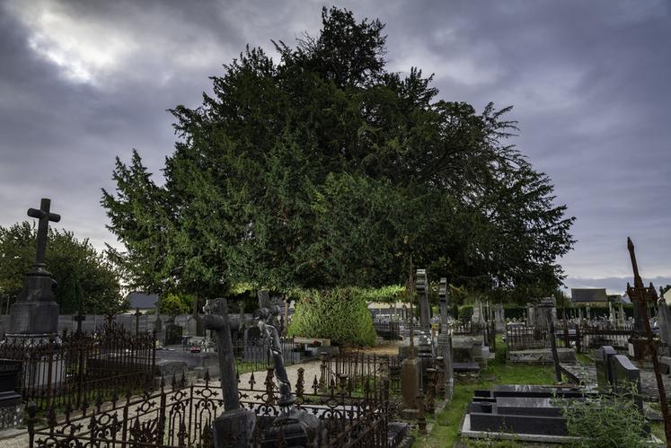 If du cimetière d'Antrain , à Val-Couesnon (Ille-et-Vilaine)
Concours de l'Arbre de l'Année 2023
Région Bretagne
Essence : If commun  Taxus baccata
Circonférence : env. 6 m
Age estimé : 220 ans