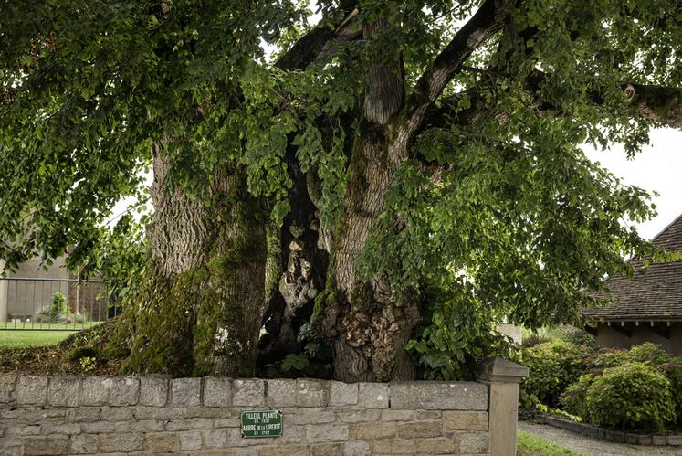 Tilleul de Sagy (Saône-et-Loire)
Concours de l'Arbre de l'Année 2023
Région Bourgogne-Franche-Comté
Essence : Tilleul à petites feuilles
Circonférence : 9,2 m
Age : planté en 1551