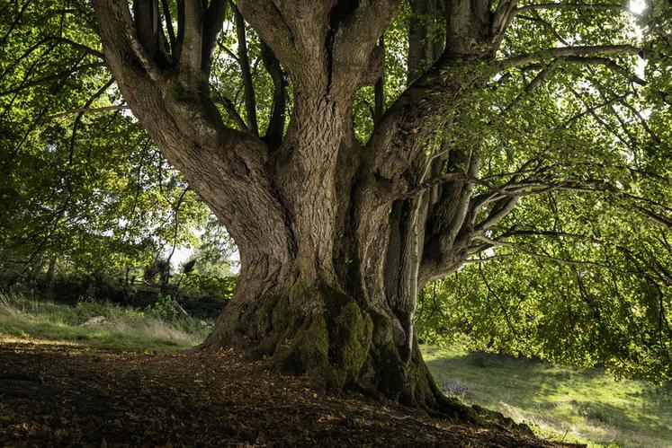 Tilleul de la Combe  Droit, à Lapeyrouse (Puy-de-Dôme)
Concours de l'Arbre de l'Année 2023
Région Auvergne-Rhône-Alpes
Essence : Tilleul à grandes feuilles
Circonférence : 7,4 m
Age estimé : ?