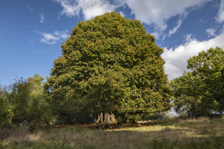 Tilleul de la Combe  Droit, à Lapeyrouse (Puy-de-Dôme)
Concours de l'Arbre de l'Année 2023
Région Auvergne-Rhône-Alpes
Essence : Tilleul à grandes feuilles
Circonférence : 7,4 m
Age estimé : ?