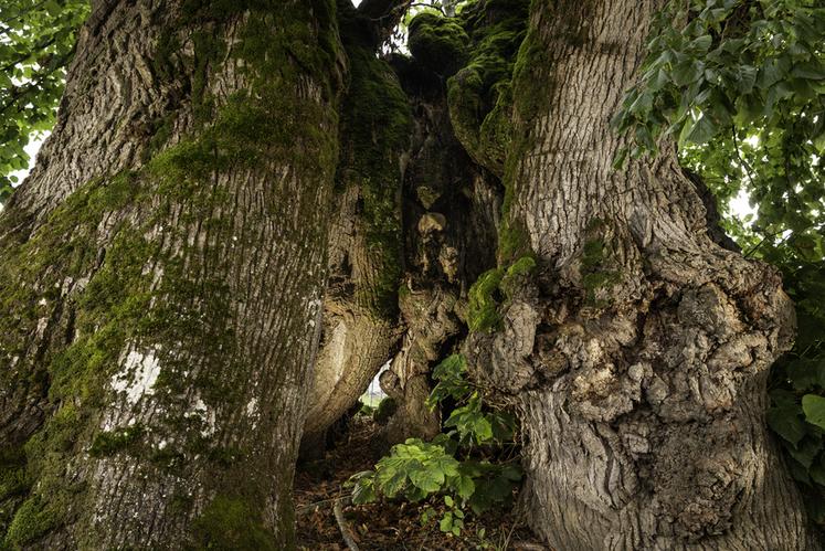 Tilleul de Sagy (Saône-et-Loire)
Concours de l'Arbre de l'Année 2023
Région Bourgogne-Franche-Comté
Essence : Tilleul à petites feuilles
Circonférence : 9,2 m
Age : planté en 1551