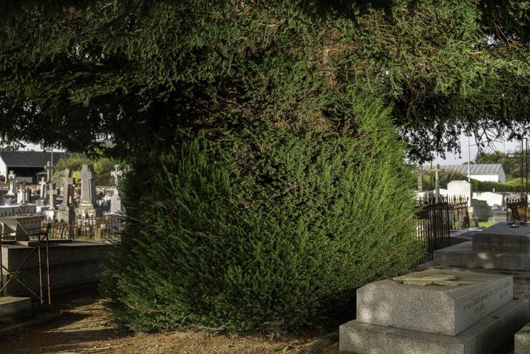 If du cimetière d'Antrain , à Val-Couesnon (Ille-et-Vilaine)
Concours de l'Arbre de l'Année 2023
Région Bretagne
Essence : If commun  Taxus baccata
Circonférence : env. 6 m
Age estimé : 220 ans