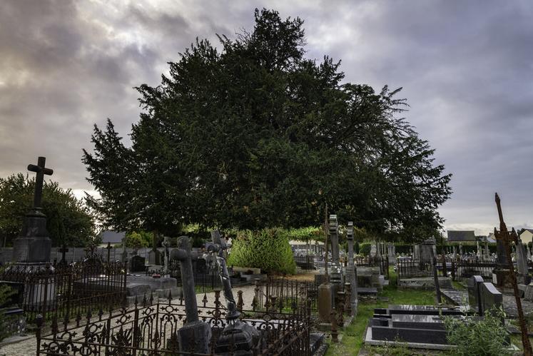 If du cimetière d'Antrain , à Val-Couesnon (Ille-et-Vilaine)
Concours de l'Arbre de l'Année 2023
Région Bretagne
Essence : If commun  Taxus baccata
Circonférence : env. 6 m
Age estimé : 220 ans