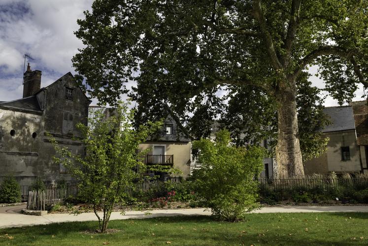 Platane de Vendôme (Loir-et-Cher)
Concours de l'Arbre de l'Année 2023
Région Centre-Val-de-Loire
Essence : Platane  Platanus x acerifolia
Circonférence : 5,4 cm
Age estimé : 264 ans (planté en 1759)