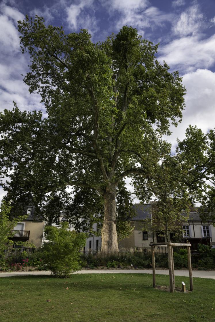 Platane de Vendôme (Loir-et-Cher)
Concours de l'Arbre de l'Année 2023
Région Centre-Val-de-Loire
Essence : Platane  Platanus x acerifolia
Circonférence : 5,4 cm
Age estimé : 264 ans (planté en 1759)