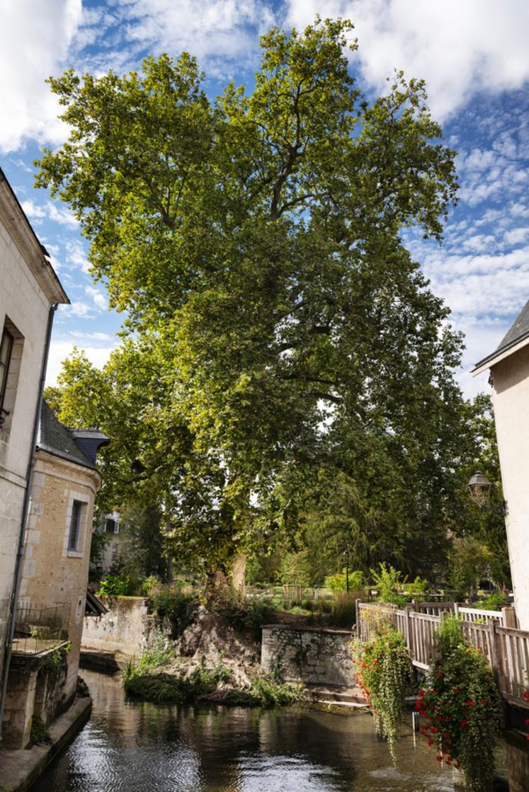 Platane de Vendôme (Loir-et-Cher)Concours de l'Arbre de l'Année 2023Région Centre-Val-de-LoireEssence : Platane  Platanus x acerifoliaCirconférence : 5,4 cmAge estimé : 264 ans (planté en 1759)