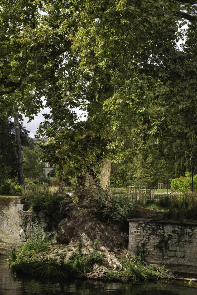 Platane de Vendôme (Loir-et-Cher)Concours de l'Arbre de l'Année 2023Région Centre-Val-de-LoireEssence : Platane  Platanus x acerifoliaCirconférence : 5,4 cmAge estimé : 264 ans (planté en 1759)