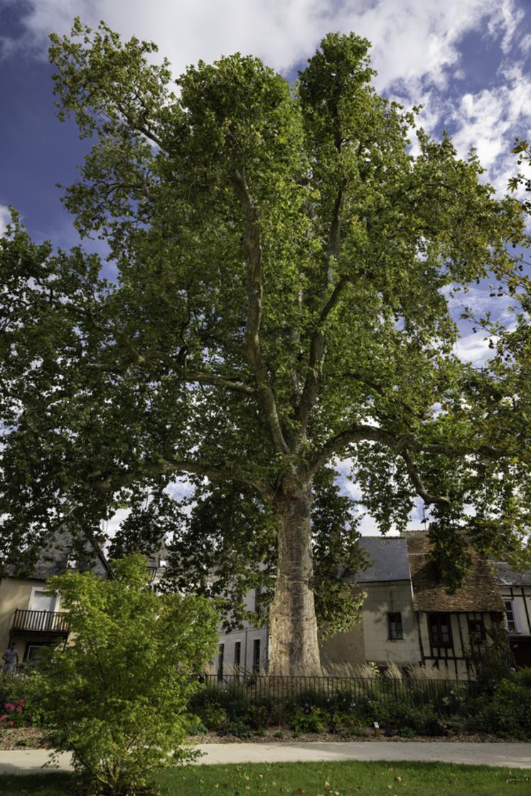 Platane de Vendôme (Loir-et-Cher)Concours de l'Arbre de l'Année 2023Région Centre-Val-de-LoireEssence : Platane  Platanus x acerifoliaCirconférence : 5,4 cmAge estimé : 264 ans (planté en 1759)