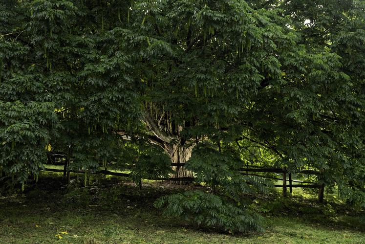 Noyer du Caucase de Loison-sur-Créquoise (Pas-de-Calais)
Concours de l'Arbre de l'Année 2023
Région Hauts-de-France
Essence : Noyer du Caucase Pterocarya caucasica 
Circonférence : 4,2 cm
Age estimé : ?
