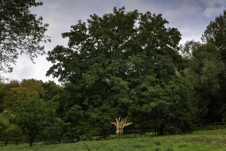 Noyer du Caucase de Loison-sur-Créquoise (Pas-de-Calais)
Concours de l'Arbre de l'Année 2023
Région Hauts-de-France
Essence : Noyer du Caucase Pterocarya caucasica 
Circonférence : 4,2 cm
Age estimé : ?