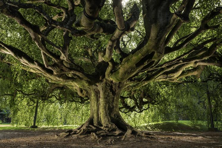 Hêtre pleureur de Bayeux (Calvados)
Concours de l'Arbre de l'Année 2023
Région Normandie
Essence : Hêtre pleureur
Circonférence : 3,4 cm
Age estimé : env. 160 ans