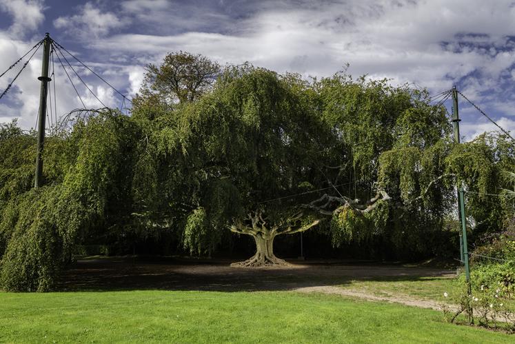 Hêtre pleureur de Bayeux (Calvados)
Concours de l'Arbre de l'Année 2023
Région Normandie
Essence : Hêtre pleureur
Circonférence : 3,4 cm
Age estimé : env. 160 ans