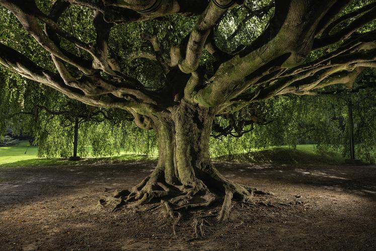 Hêtre pleureur de Bayeux (Calvados)Concours de l'Arbre de l'Année 2023Région NormandieEssence : Hêtre pleureurCirconférence : 3,4 cmAge estimé : env. 160 ans