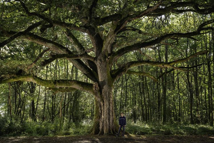 Chêne du lavoir d'Avensan (Gironde)
Concours de l'Arbre de l'Année 2023
Région Nouvelle-Aquitaine
Essence : Chêne pédonculé
Circonférence : 4,7 cm
Age estimé : 300 ans