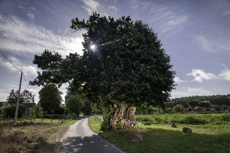 Châtaignier de Neuillé (Maine-et-Loire)
Concours de l'Arbre de l'Année 2023
Région Pays de la Loire
Essence : Châtaignier commun
Circonférence : 12,3 cm
Age estimé : il est dit millénaire