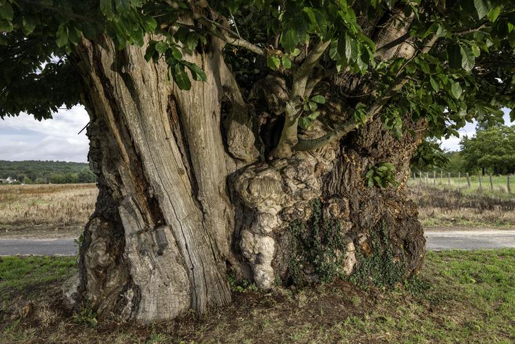 Châtaignier de Neuillé (Maine-et-Loire)
Concours de l'Arbre de l'Année 2023
Région Pays de la Loire
Essence : Châtaignier commun
Circonférence : 12,3 cm
Age estimé : il est dit millénaire