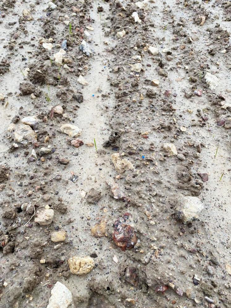 Une parcelle de blé dur à Saint-Hilaire-la-Gravelle avec un sol gorgé d'eau et une constatation de pourriture des grains en terre.